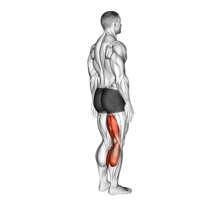 Knee - Flexion - Articulations exercise animation (Male)