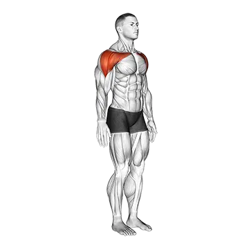 Shoulder - Abduction - Articulations