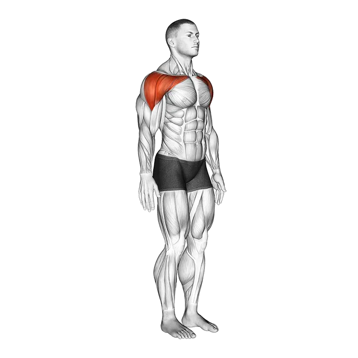 Shoulder - Abduction - Articulations exercise animation (Male)