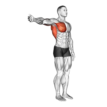 Shoulder - Adduction - Articulations