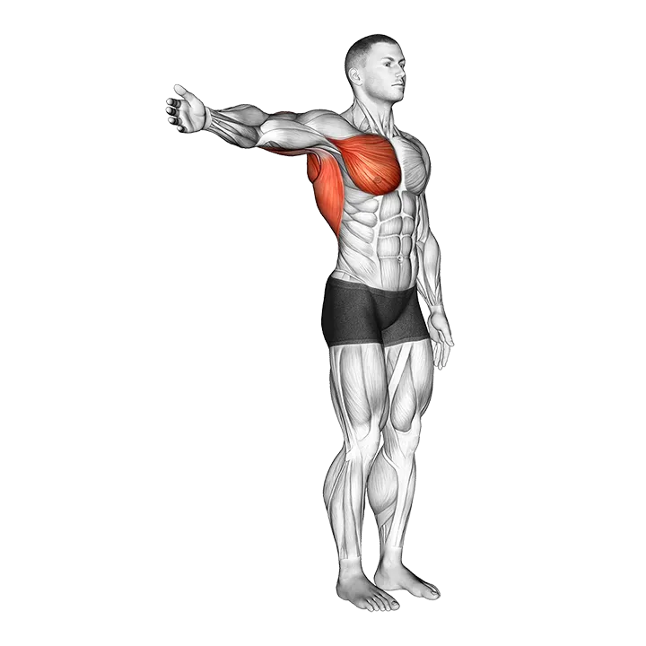 Shoulder - Adduction - Articulations exercise animation (Male)