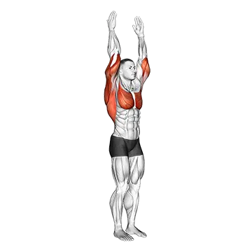 Shoulder - Extension - Articulations