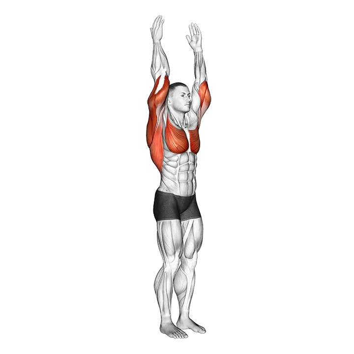 Shoulder - Extension - Articulations exercise animation (Male)