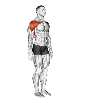 Shoulder - Flexion - Articulations