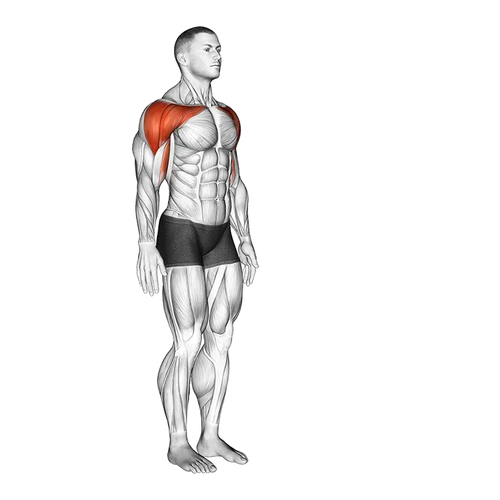 Shoulder - Flexion - Articulations exercise animation (Male)