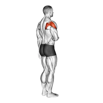 Shoulder - Lateral Rotation (External Rotation) - Articulations
