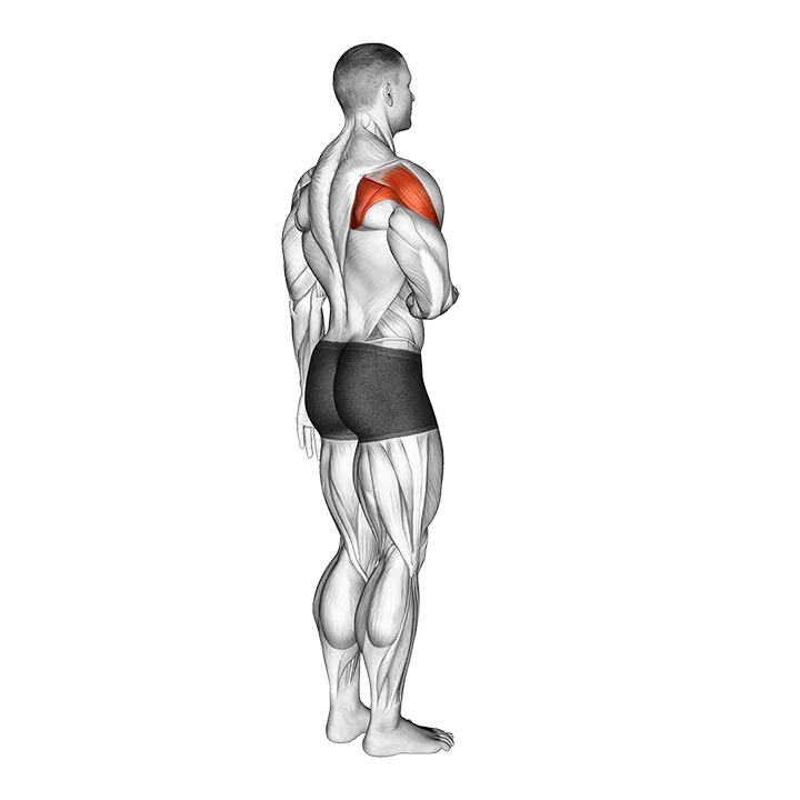 Shoulder - Lateral Rotation (External Rotation) - Articulations exercise animation (Male)