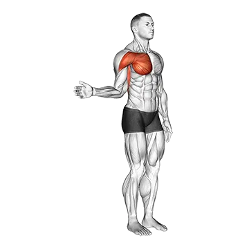 Shoulder - Medial Rotation (Internal Rotation) - Articulations