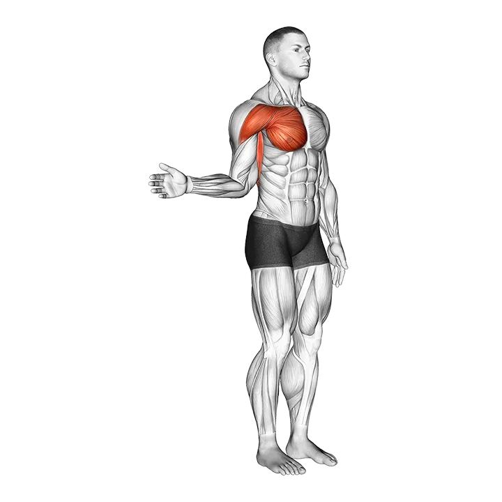 Shoulder - Medial Rotation (Internal Rotation) - Articulations exercise animation (Male)