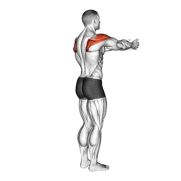 Shoulder - Transverse Abduction - Articulations