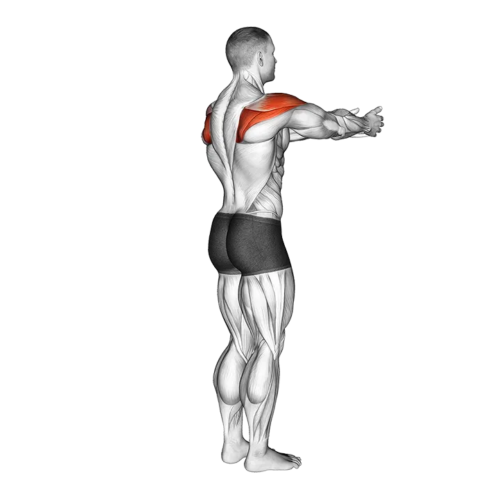 Shoulder - Transverse Abduction - Articulations exercise animation (Male)