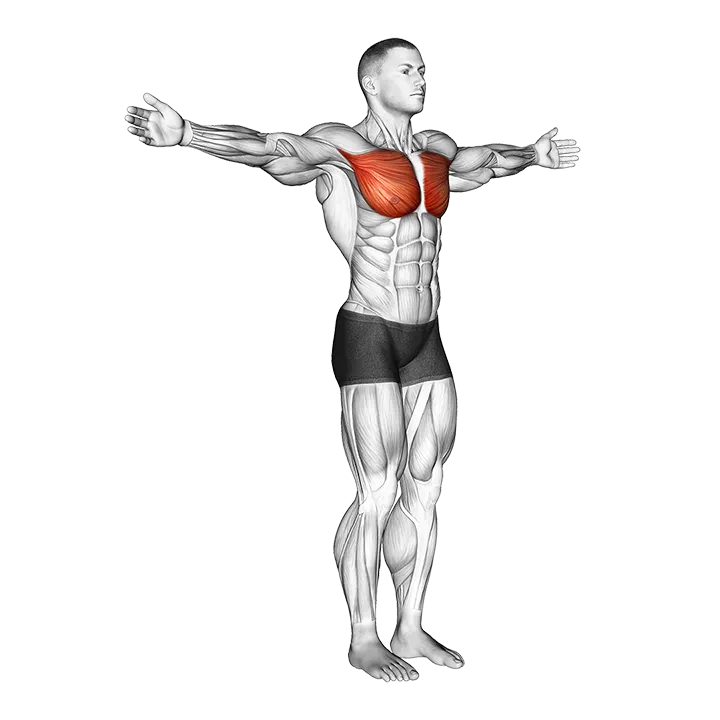 Shoulder - Transverse Adduction - Articulations exercise animation (Male)
