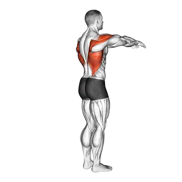 Shoulder - Transverse Extension - Articulations