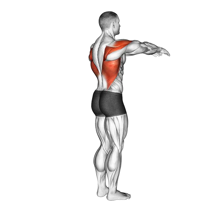 Shoulder - Transverse Extension - Articulations exercise animation (Male)