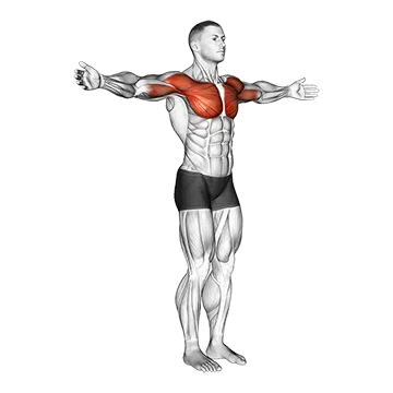 Shoulder - Transverse Flexion - Articulations