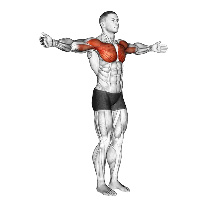 Shoulder - Transverse Flexion - Articulations exercise animation (Male)