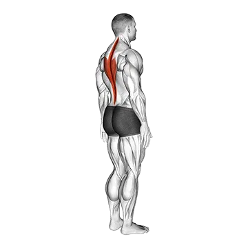 Spine (Lumbar) - Extension - Articulations