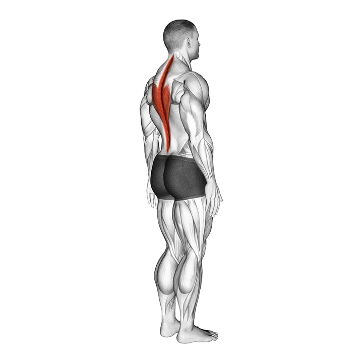 Spine (Lumbar) - Extension - Articulations exercise animation (Male)