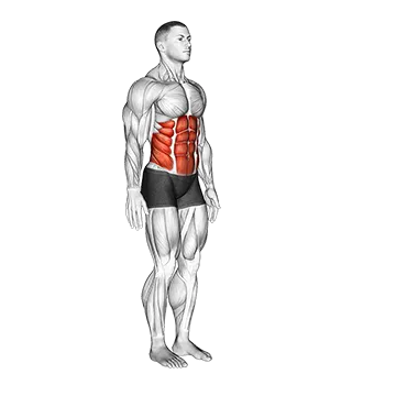 Spine (Lumbar) - Flexion - Articulations