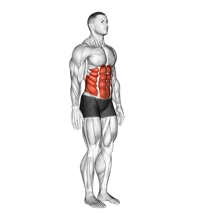 Spine (Lumbar) - Flexion - Articulations exercise animation (Hombre)
