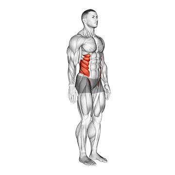 Spine (Lumbar) - Lateral Flexion - Articulations