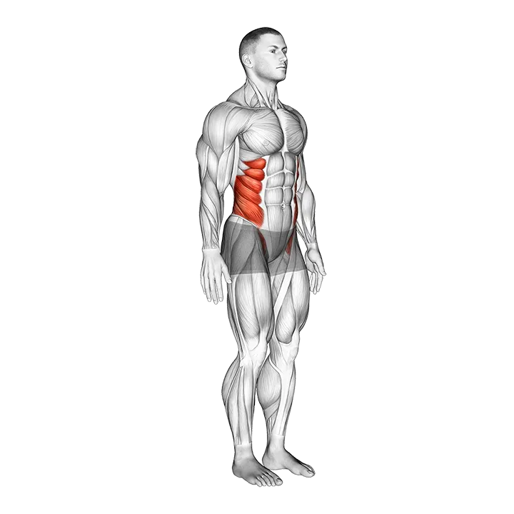 Spine (Lumbar) - Lateral Flexion - Articulations exercise animation (Male)
