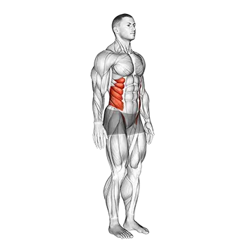 Spine (Lumbar) - Rotation - Articulations