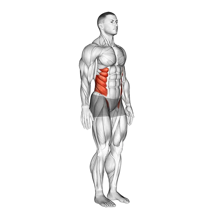 Spine (Lumbar) - Rotation - Articulations exercise animation (Hombre)