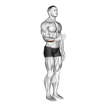 Wrist - Adduction - Articulations