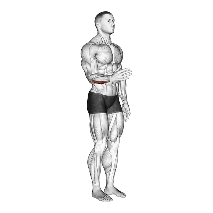 Wrist - Adduction - Articulations exercise animation (Male)