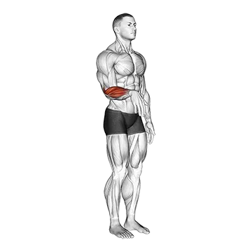 Wrist - Extension - Articulations