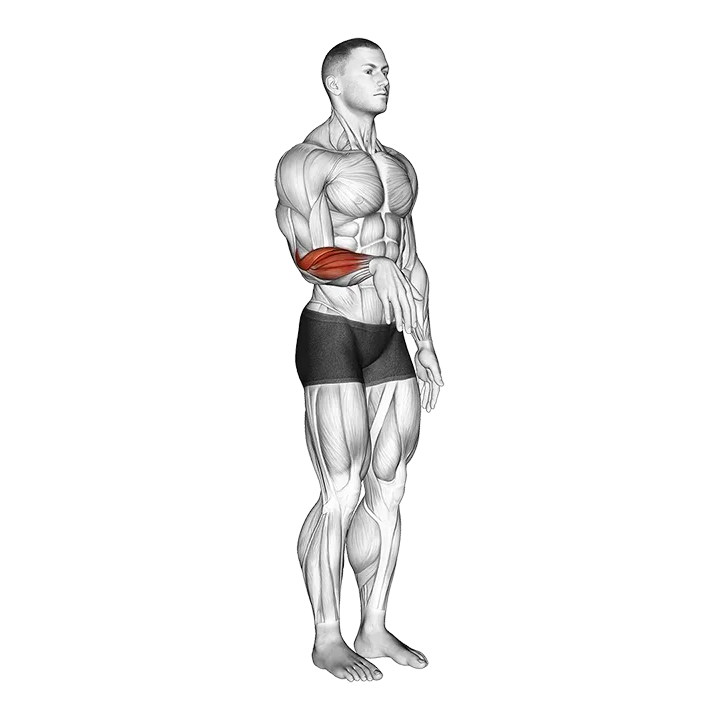 Wrist - Extension - Articulations exercise animation (Hombre)