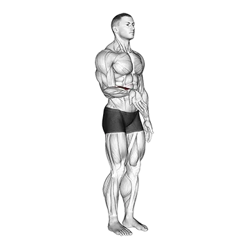 Wrist - Flexion - Articulations