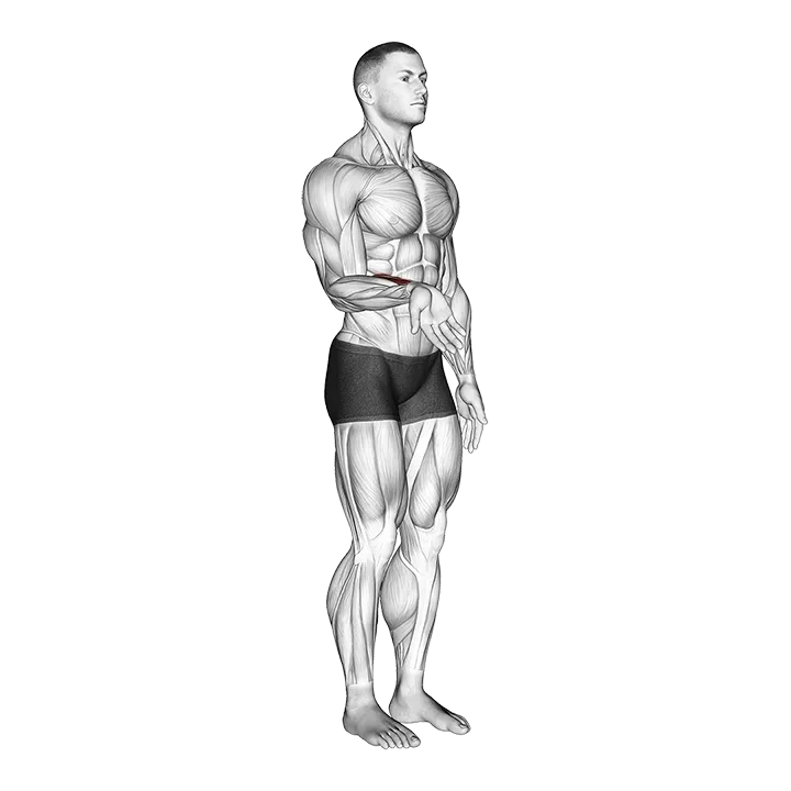 Wrist - Flexion - Articulations exercise animation (Männlich)