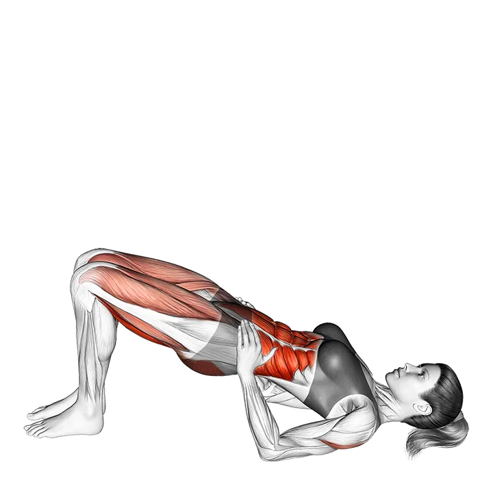 Shoulder Bridge exercise animation (Female)