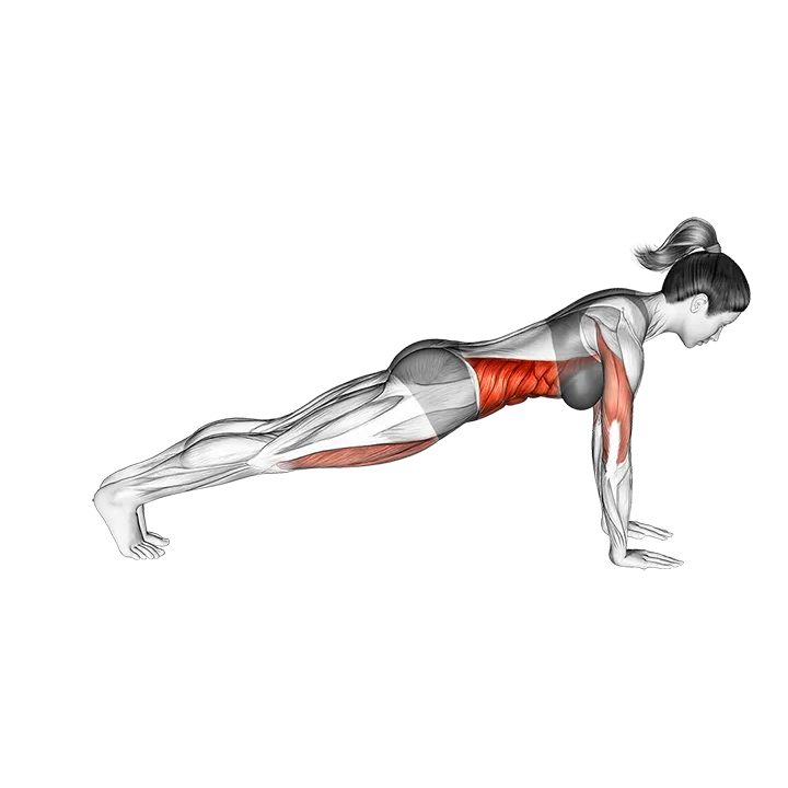 Leg Pull Front Supported exercise animation (Female)