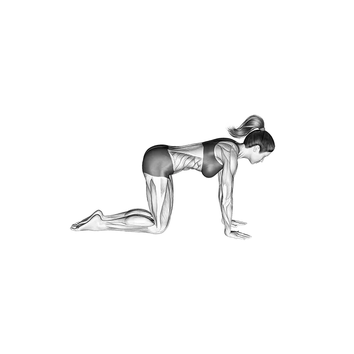 Swimming All Fours exercise animation (Female)