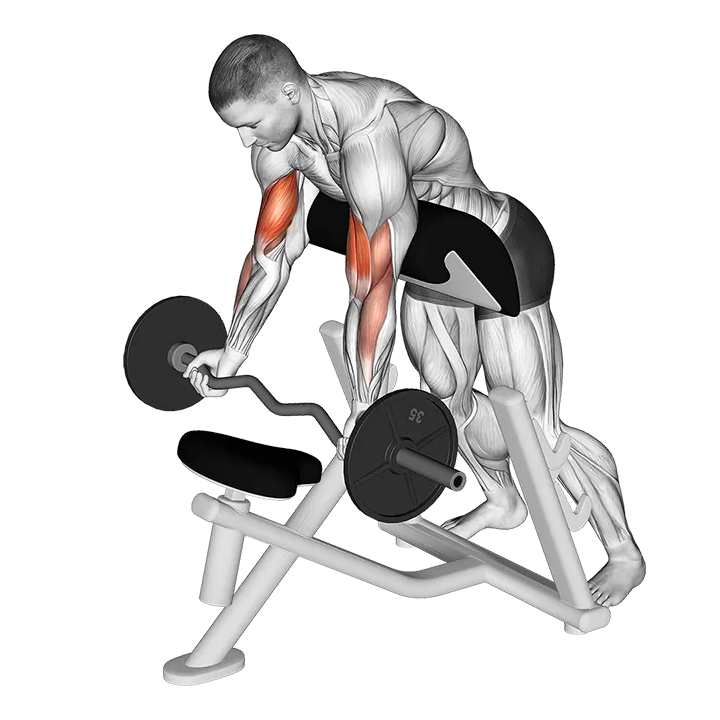 EZ-Barbell Standing Preacher Curl exercise animation (Hombre)