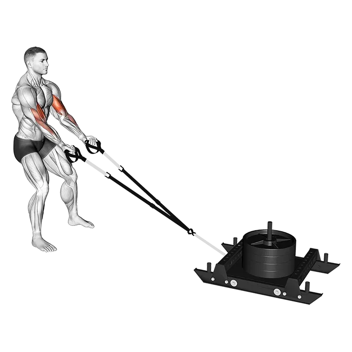 Power Sled Biceps Curl exercise animation (Male)