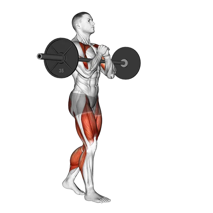 Barbell Zercher Carry exercise animation (Male)