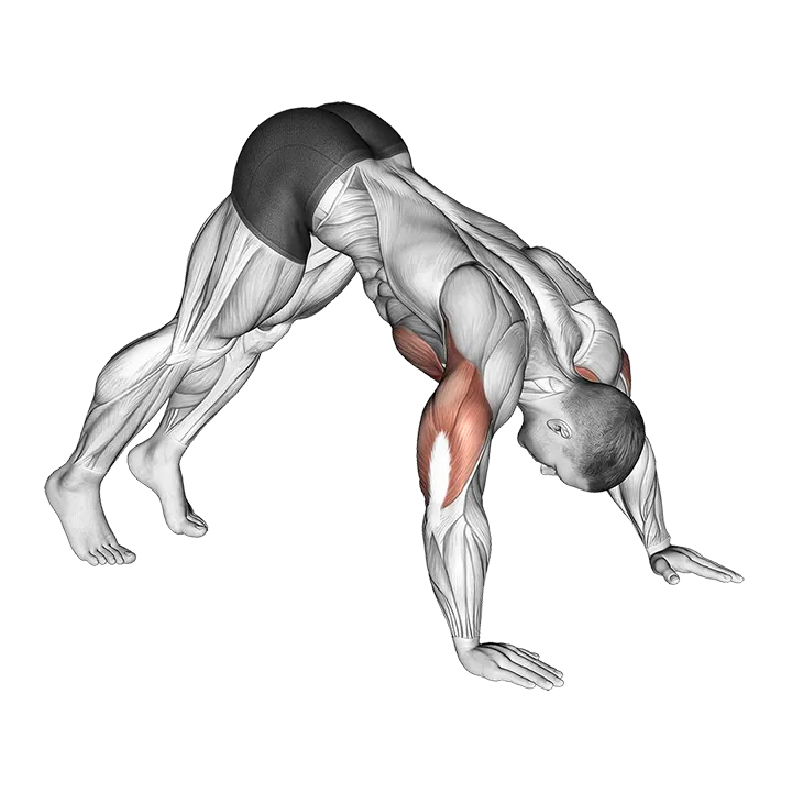 Pike Push up exercise animation (Male)