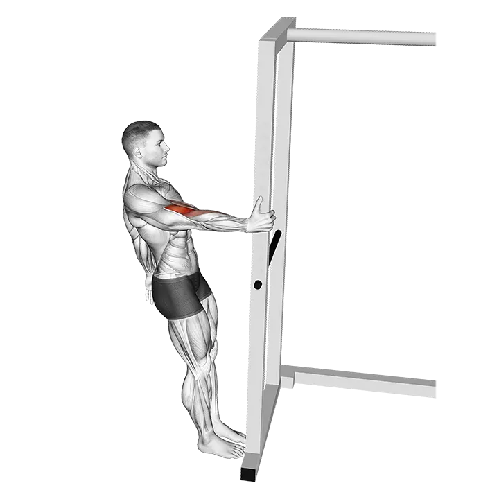 Bodyweight Standing Biceps Curl exercise animation (Male)
