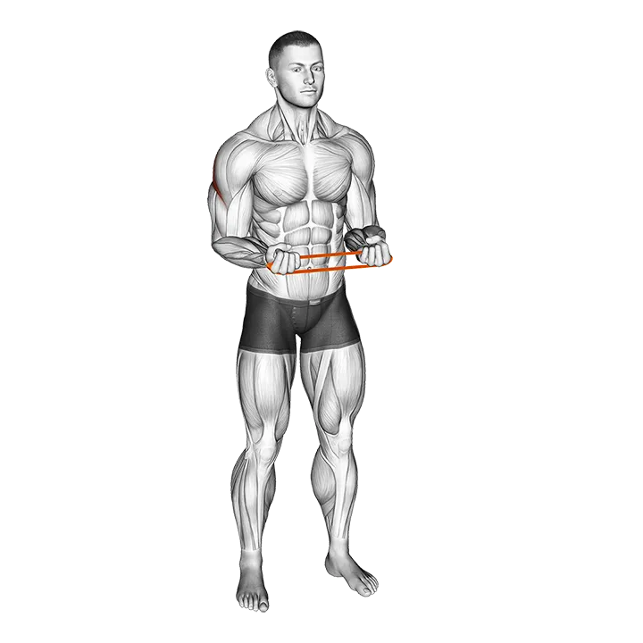 Resistance Band Pullapart (Supination at 90 Degrees) exercise animation (Male)