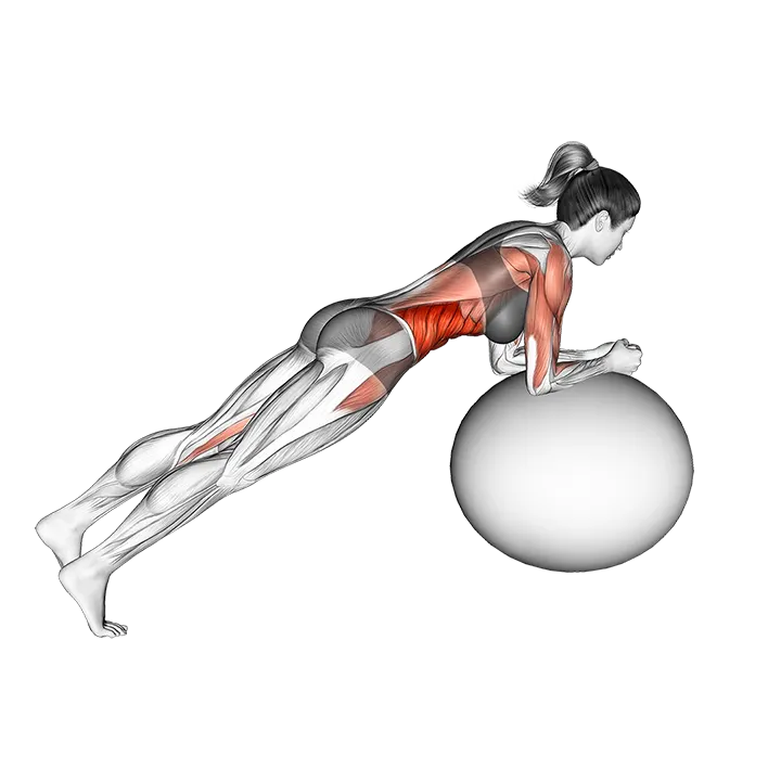Stability Ball Rounded Rollout exercise animation (Female)