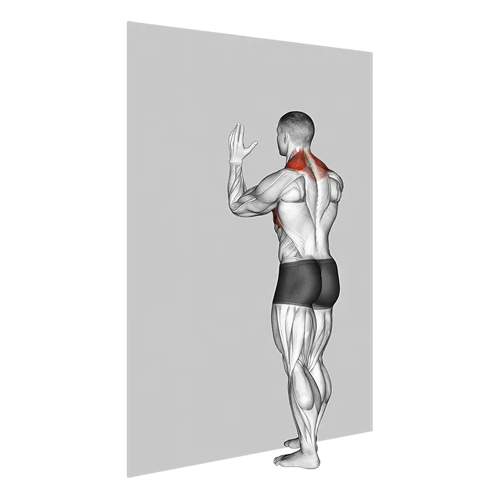 Forearm Wall Slide exercise animation (Male)