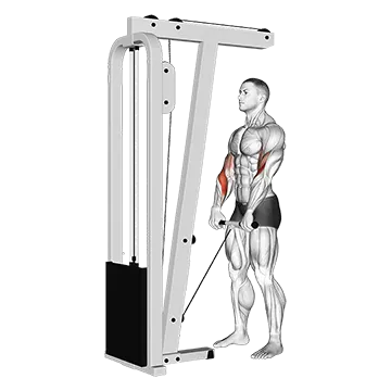 Cable Standing Reverse Grip Curl (Straight bar)