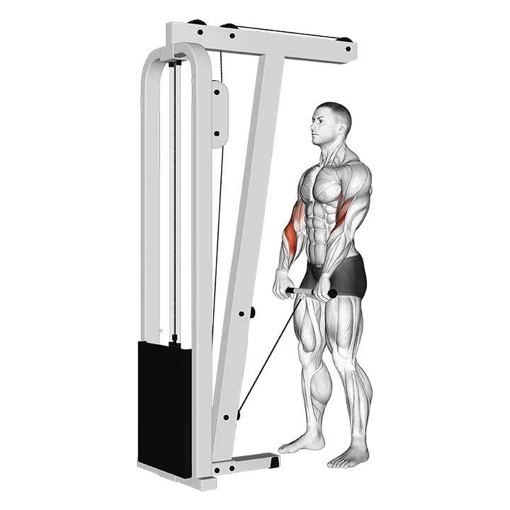 Cable Standing Reverse Grip Curl (Straight bar) exercise animation (Female)