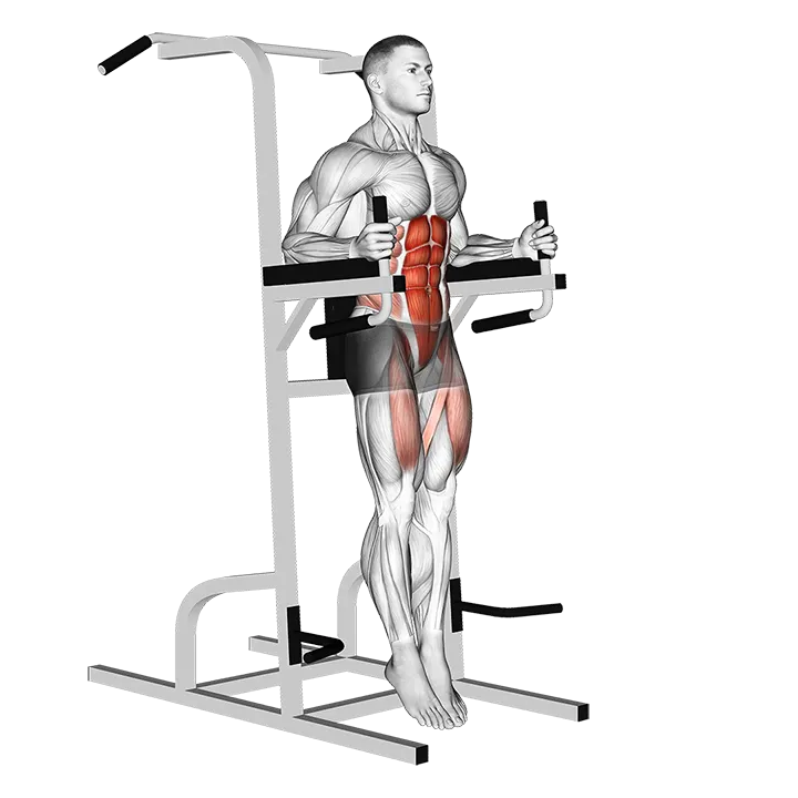 Captains Chair Straight Leg Raise exercise animation (Männlich)