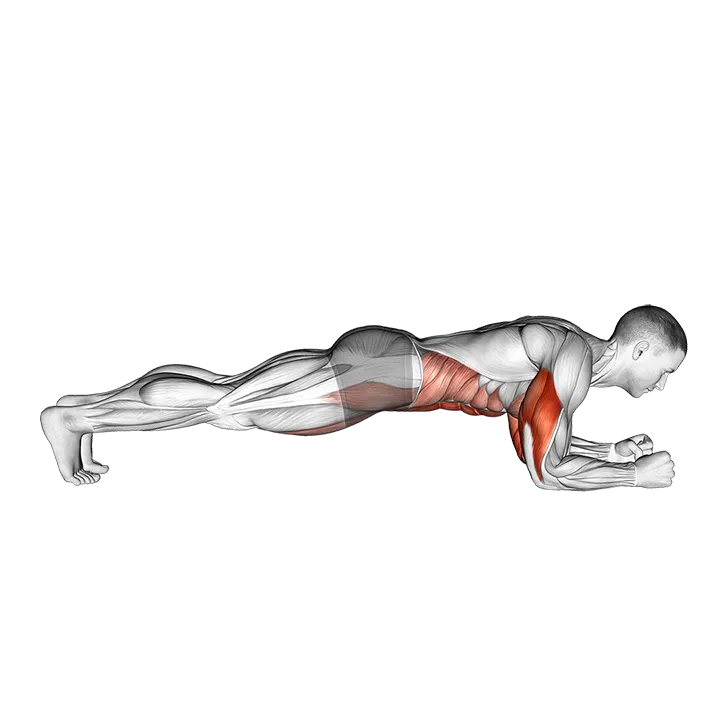 Elbow Up and Down Dynamic Plank exercise animation (Male)