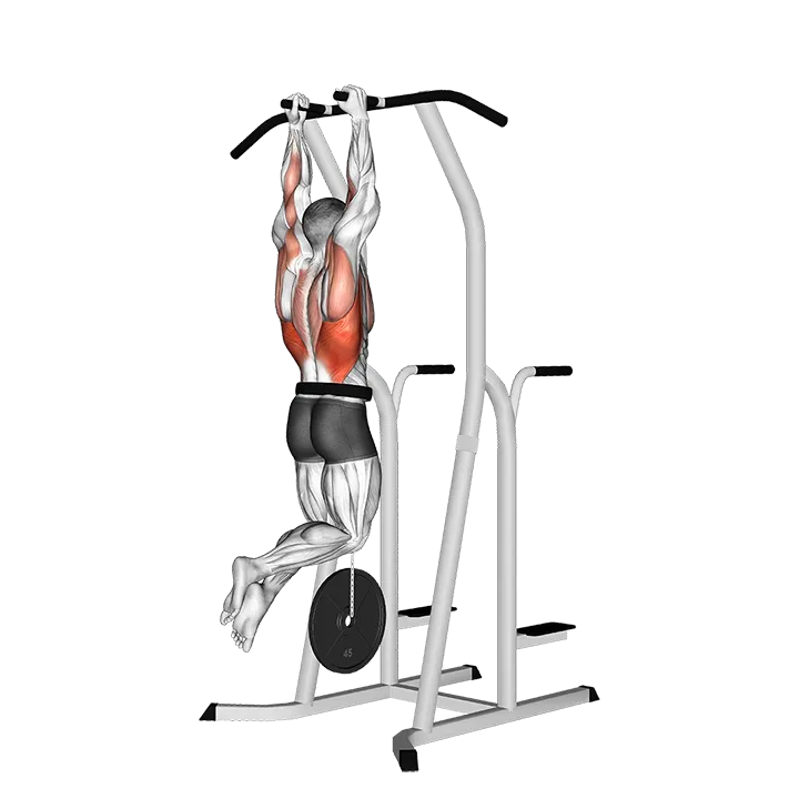 Weighted Hammer Grip Pull-up on Dip Cage exercise animation (Male)
